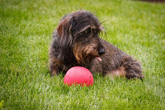 El problema de la obesidad en los perros