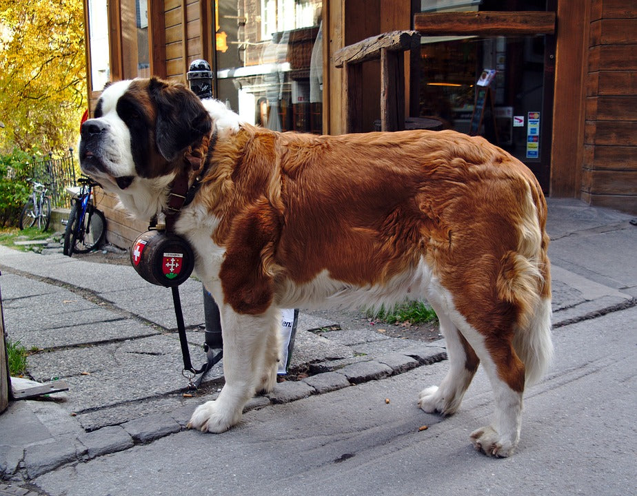 Consejos para cuidar a un perro San Bernardo