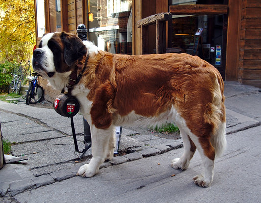 Consejos para cuidar a un perro San Bernardo