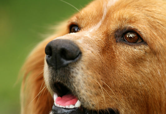 Consejos de higiene dental para tu mascota