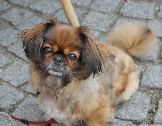 Consejos para cuidar a un perro pekinés