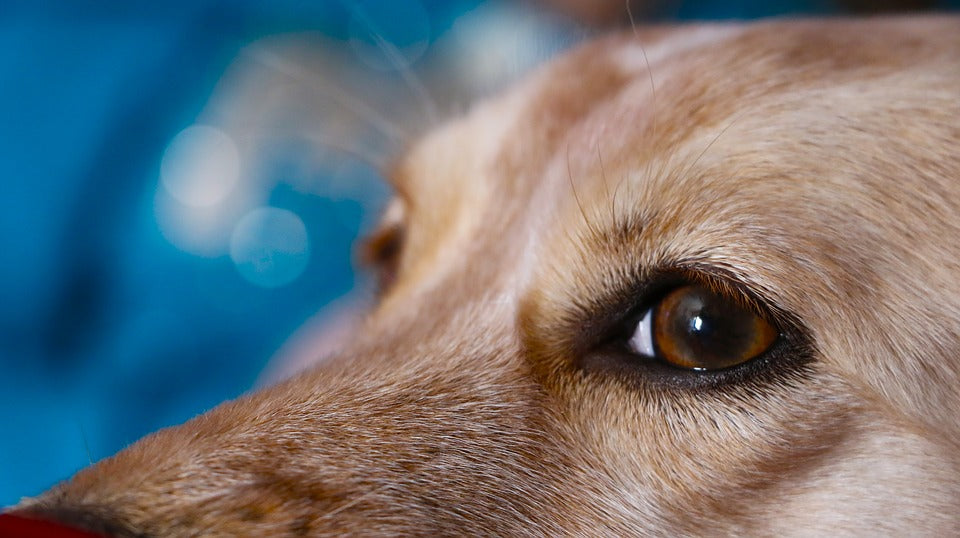 ¿Por qué mi perro tiene las pupilas dilatadas?