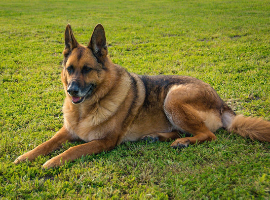 Consejos para cuidar un perro pastor alemán