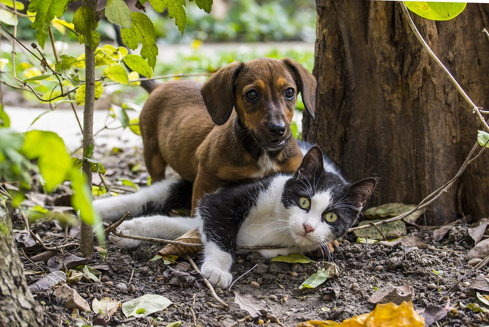 Principales enfermedades parasitarias de tipo infeccioso en gatos y perros