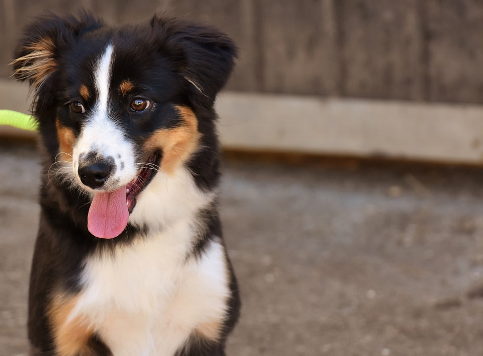 El problema de la enteritis en los perros