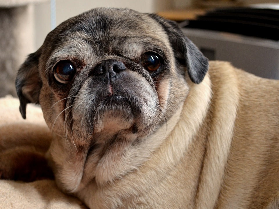 Consejos para cuidar a un perro pug