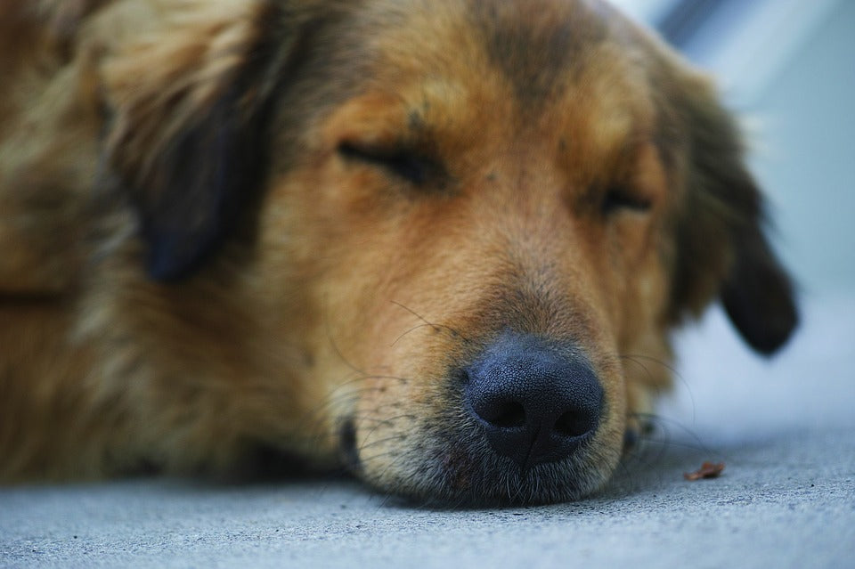 ¿Conviene aplicar la eutanasia a las mascotas?
