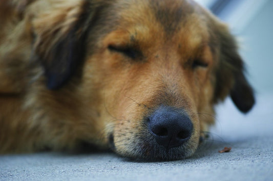 ¿Conviene aplicar la eutanasia a las mascotas?