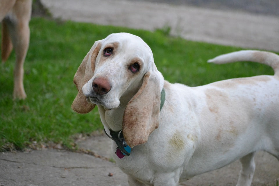 La filariosis, enfermedad parasitaria de los perros