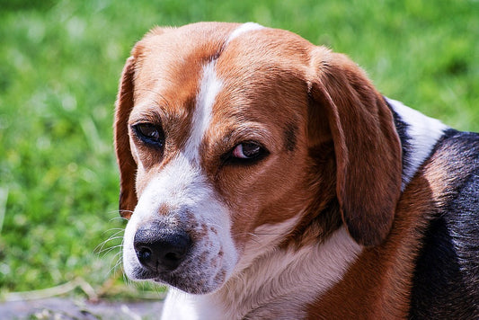 Consejos para cuidar a un perro Beagle