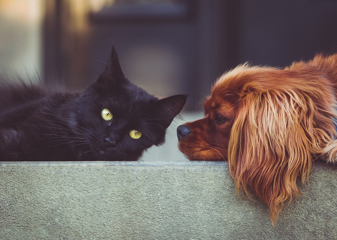 El temor en los animales de compañía