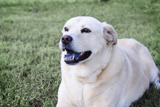 Consejos para cuidar a un perro labrador