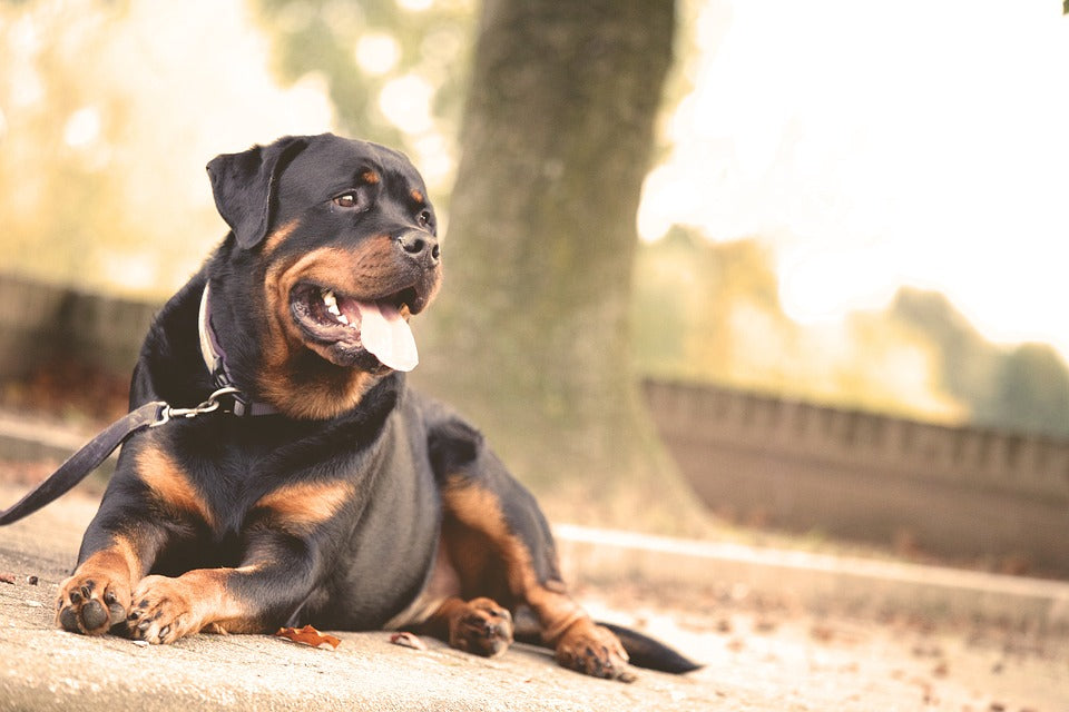 Elige la mejor correa para tu perro