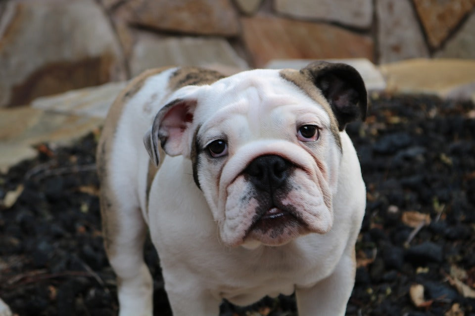 Consejos para cuidar a un perro bulldog