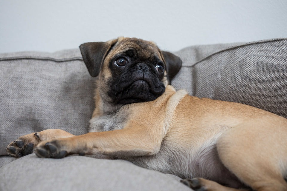 Cuidados y recomendaciones para el cuidado del perro Pug