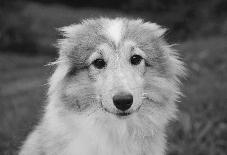 Consejos para tener una mascota saludable y feliz