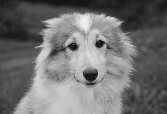 Consejos para tener una mascota saludable y feliz