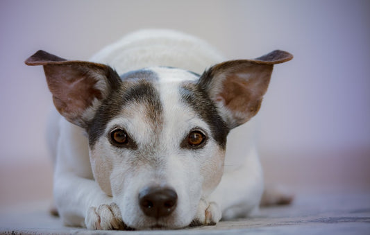 Principales efectos secundarios de las vacunas para mascotas caninas