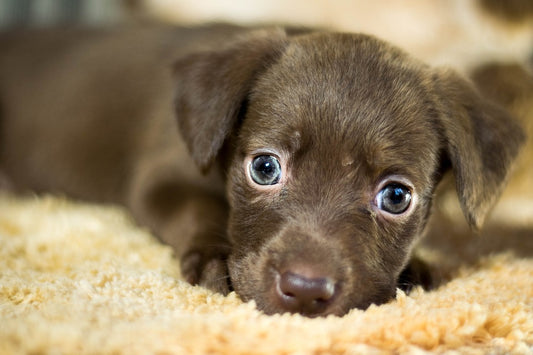 Consejos para recibir en casa a un perro adoptado