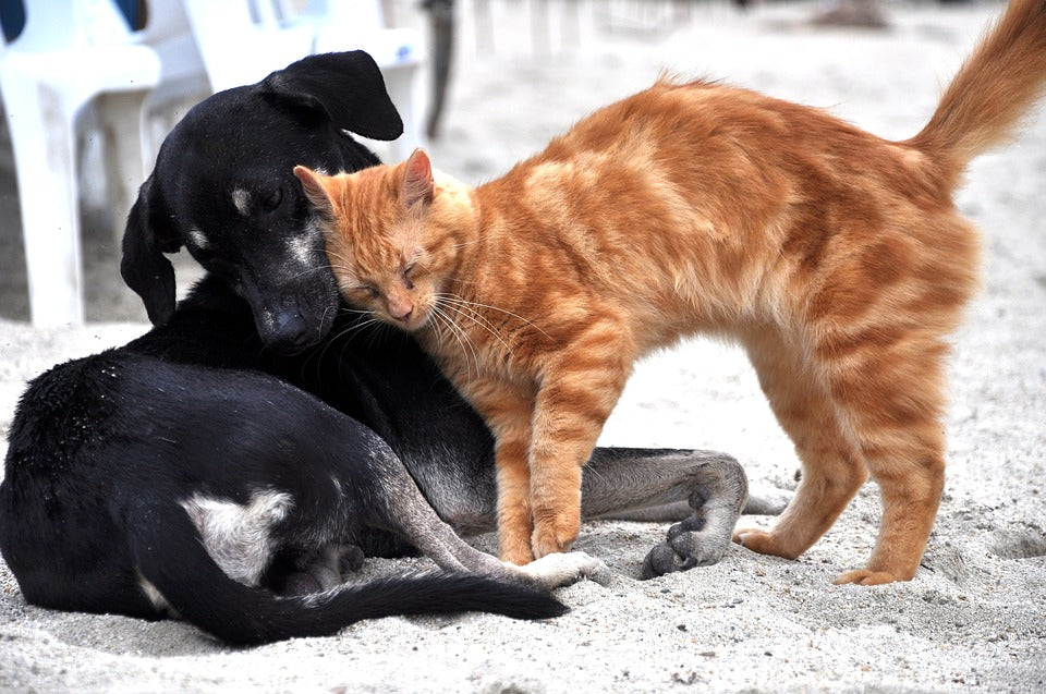 Amoxicilina, valioso antibiótico para las mascotas