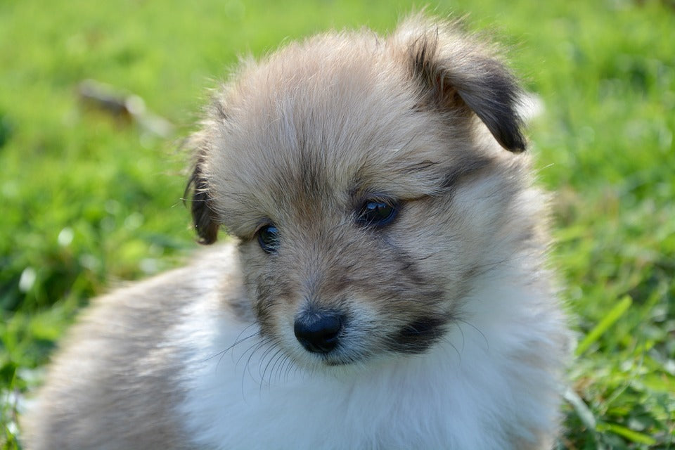 Claves para el adiestramiento de los cachorros