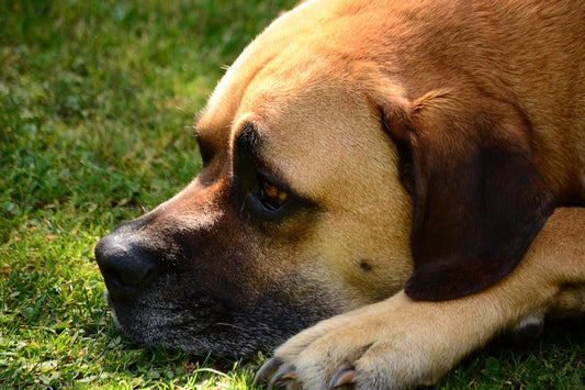 Comunicación silenciosa con los perros mascota