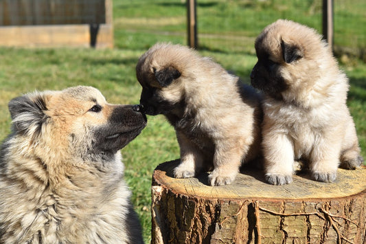 La uremia y azotemia en los perros mascota