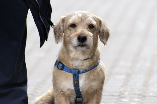 El problema del rotavirus en los perros