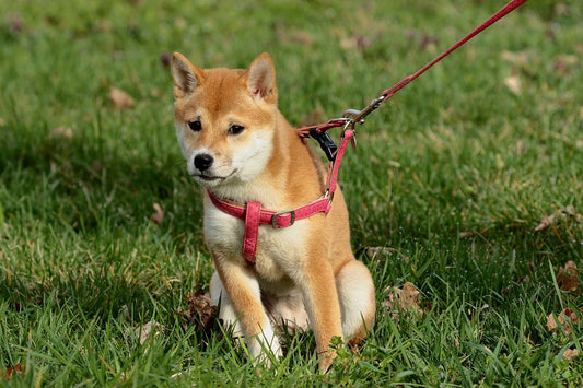 Claves de adiestramiento canino para los perros mascota