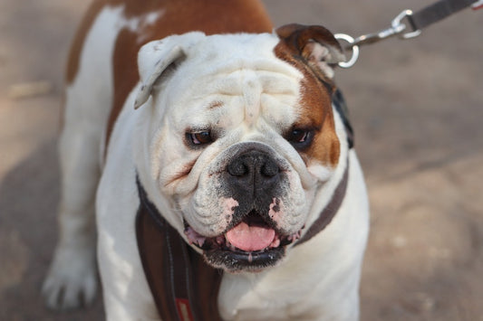 Consejos y recomendaciones para el cuidado del bulldog inglés