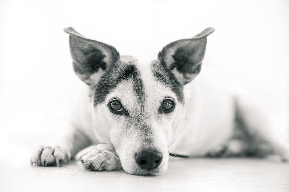El problema de los ataques epilépticos en los perros