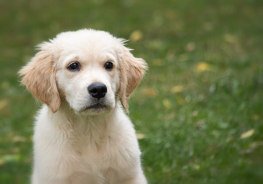 El problema de la blastomicosis canina