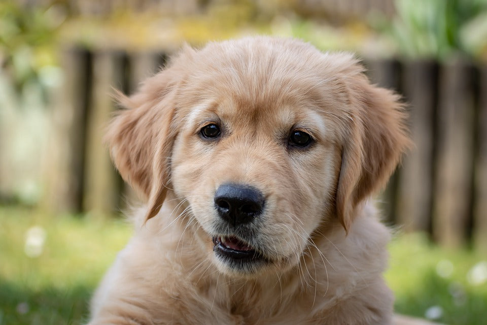 Diferentes tipos de lesiones que pueden sufrir las patas del perro