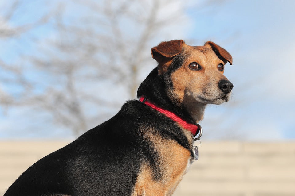 ¿Por qué mi perro da vueltas sobre sí mismo?