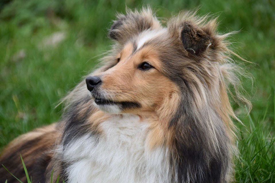 Consejos para llevar al perro al parque