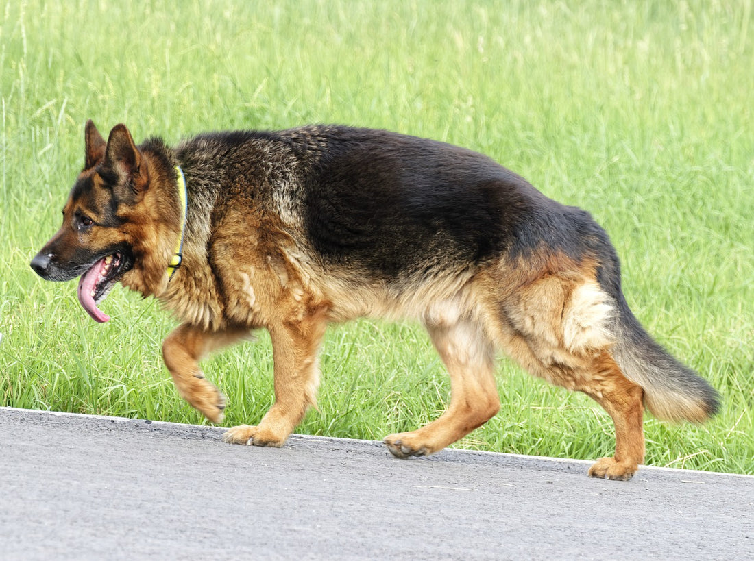 La opción de pasear a los perros sin correa