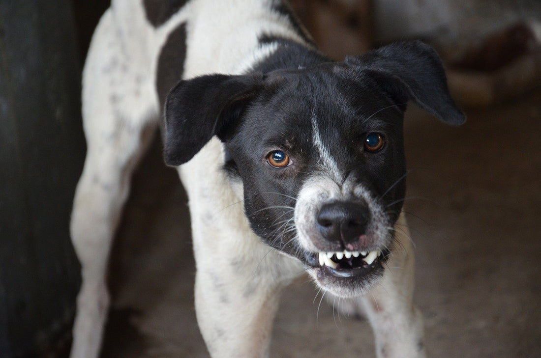 El problema de la agresividad en los perros