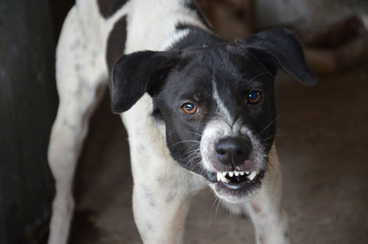 El problema de la agresividad en los perros