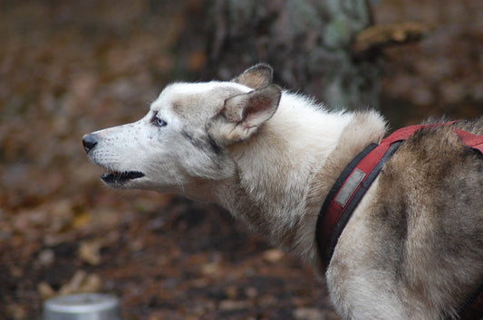 Productos indispensables para el entrenamiento canino