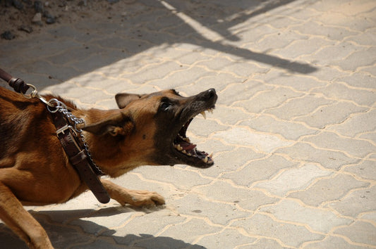 Qué hacer cuando un perro tiene problemas de comportamiento