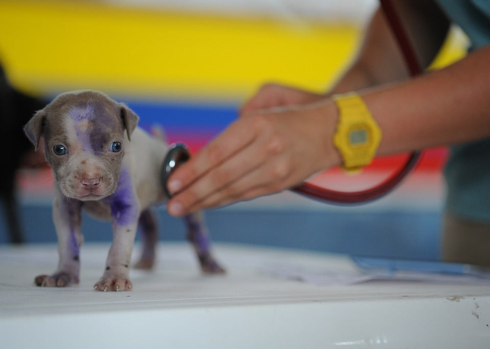 Cuando se debe llevar a una mascota a revisión veterinaria