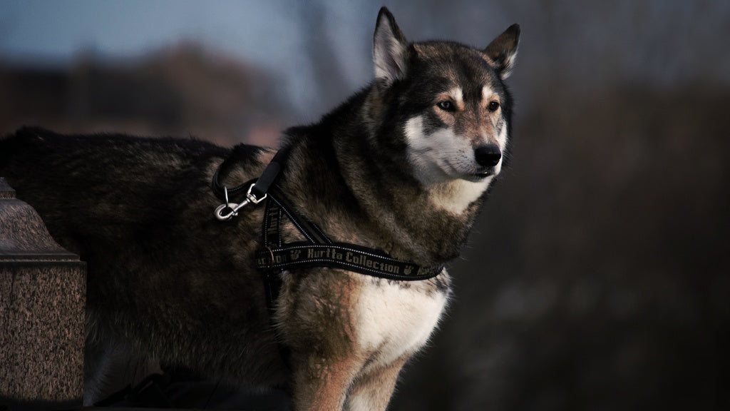 Consejos para cuidar a un perro Husky Siberiano