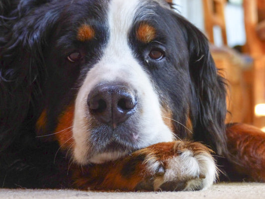La experiencia de tener perros de razas diferentes