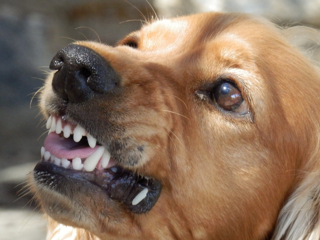 Agresividad en los perros: causas, señales de alerta y asesoría veterinaria