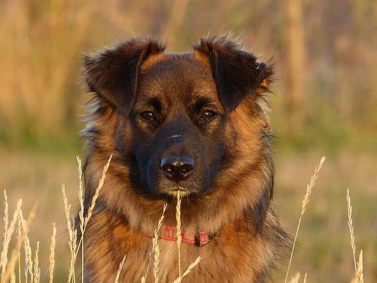 Cómo actuar si mi perro tiene catarro o resfriado
