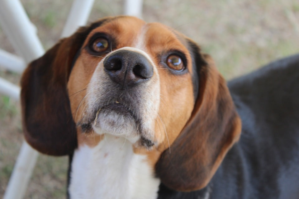 Cómo actúan los tranquilizantes para mascotas