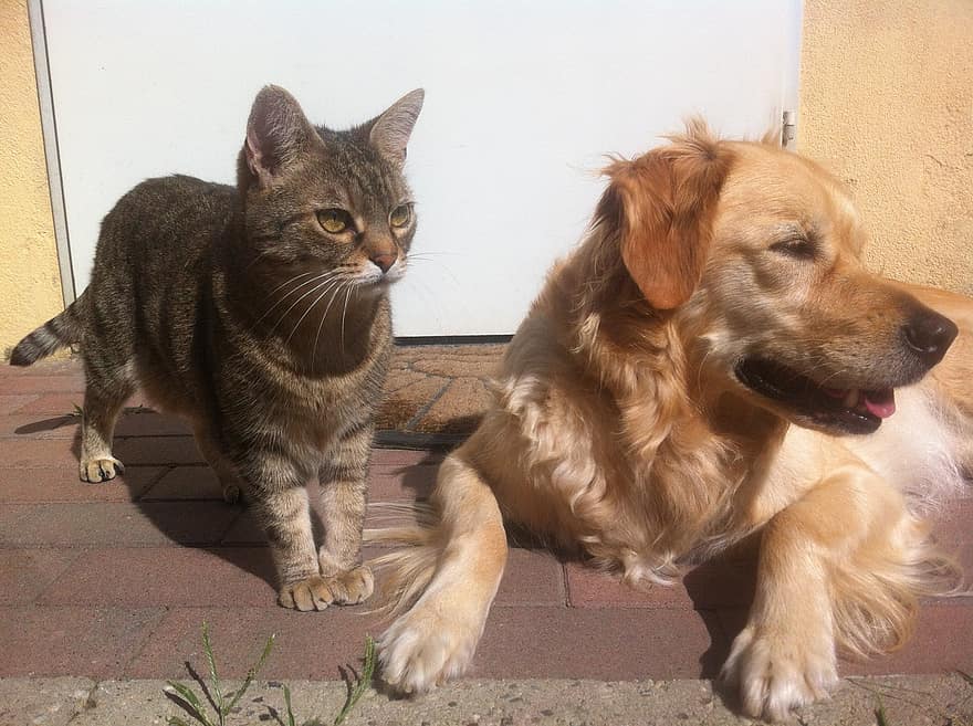 Tener una mascota, una cuestión de responsabilidad
