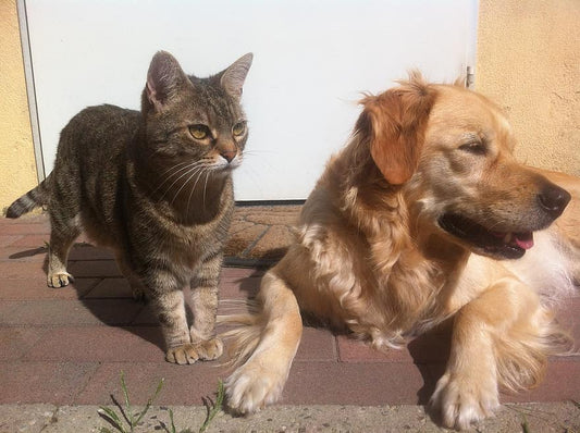 Tener una mascota, una cuestión de responsabilidad