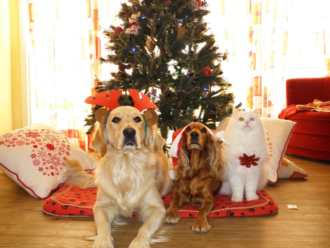 Los mejores regalos de navidad para mascotas