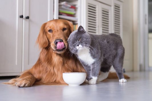 Tener perro y gato como mascotas: consejos y recomendaciones